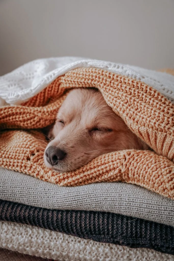 Good, quality rest is crucial for stressed dogs